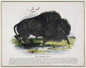 The American Bison, pedagogisk illustrationspub. av Sällskapet för främjande av kristendomskundskap