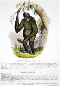 Orang-Outang (Pithecus satyrus) pedagogisk illustration pub. av Sällskapet för främjande av kristendomskundskap
