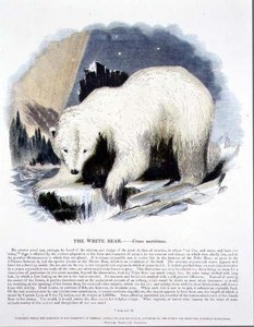 Den vita björnen (Ursus maritimus) pedagogisk illustration pub. av Sällskapet för främjande av kristendomskundskap