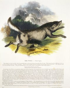 The Wolf (Canis lupus) pedagogisk illustration pub. av Society for Promoting Christian Knowledge, 1843 (akvatint)