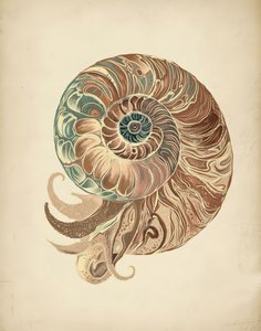 Elegant nautilusskal