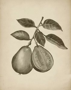 Botanisk studie av guava