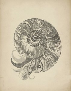 Den intrikata nautilusspiralen av Josie George