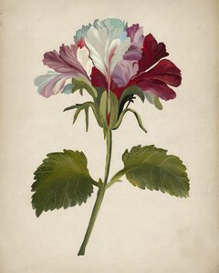 En färgsprakande pelargonblomma