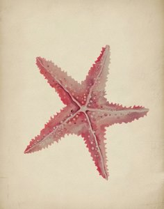 Vintage-rosa sjöstjärna