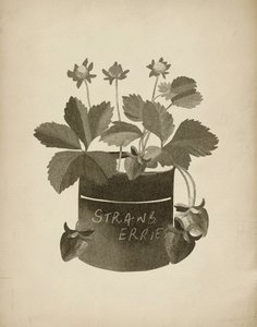 Illustration av jordgubbar i vintage-stil