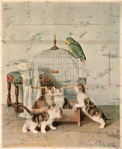 Chatoner av Josse Photo