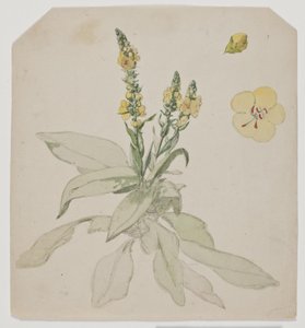 Blooming King Candle (ordrum)
