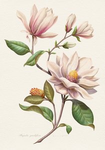 Rodnande magnoliablommor av Juan Hernaz