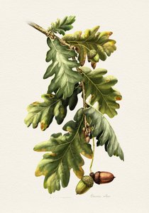 Botaniska ekollon av Juan Hernaz