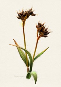 En detaljerad botanisk studie