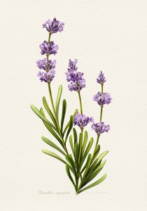 Elegant lavendel – botanisk