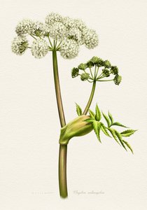Botanisk illustration av vit angelika av Juan Hernaz