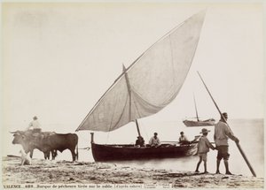 Ossen trekken vissersboot het strand op i Valencia VALENS.- Fiskebåt ritad på sanden. (från naturen) (titel på objekt)