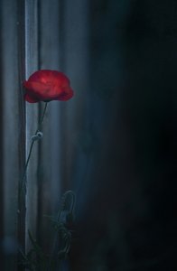 Stämningsfull röd vallmo i blom av Judy Tseng