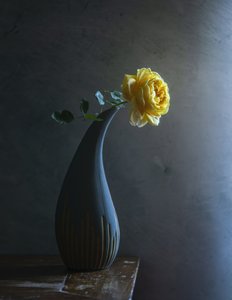 Stämningsfull gul ros