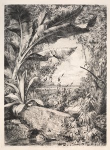 Växthusets växter, 1872. av Jules Ferdinand Jacquemart