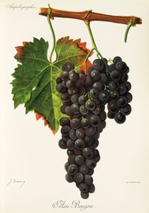 Ain Beugra druva av J. Troncy av Jules Troncy