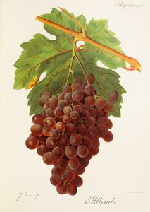 Albourla druva av J. Troncy av Jules Troncy