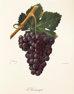 Arrouya druva av J. Troncy av Jules Troncy