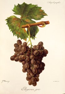Aspiran Gris druva av J. Troncy av Jules Troncy