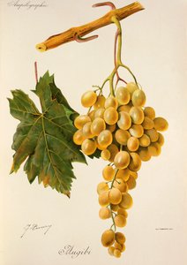 Augibi druva av J. Troncy av Jules Troncy