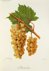 Autuchon druva av J. Troncy av Jules Troncy
