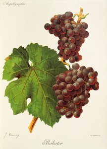 Bakatordruva av J. Troncy av Jules Troncy