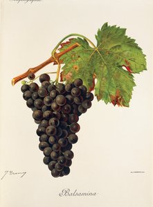 Balsamindruva av J. Troncy av Jules Troncy