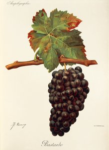 Bastardo druva av J. Troncy av Jules Troncy