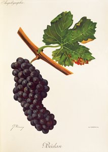 Beclan druva av J. Troncy av Jules Troncy