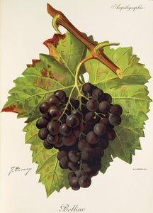 Bellino druva av J. Troncy av Jules Troncy