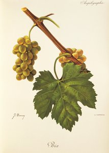 Bia druva av J. Troncy av Jules Troncy