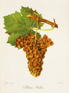 Blanc Auba druva av J. Troncy av Jules Troncy
