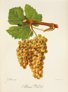 Blanc Verdet druva av J. Troncy av Jules Troncy