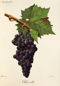 Blavette druva av J. Troncy av Jules Troncy