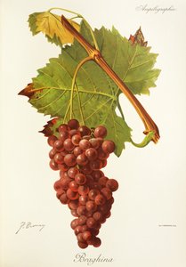 Braghina druva av J. Troncy av Jules Troncy
