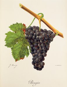 Bregin druva av J. Troncy av Jules Troncy