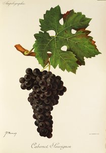 Cabernet Sauvignon druva av J. Troncy