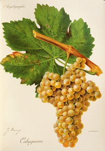 Cabugueiro druva av J. Troncy av Jules Troncy