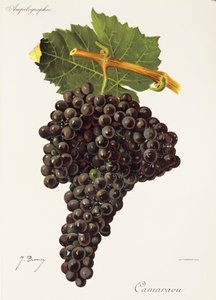Camaraou druva av J. Troncy av Jules Troncy
