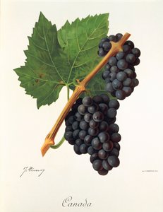 Kanada druva av J. Troncy av Jules Troncy