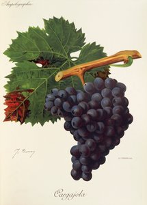 Cargajola druva av J. Troncy av Jules Troncy