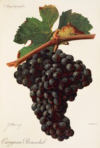 Carigna-Bouschet druva av J. Troncy av Jules Troncy