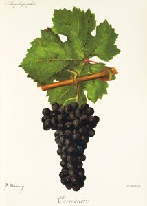 Carmenere druva av J. Troncy