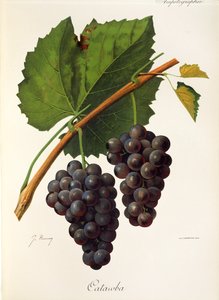 Catawba druva av J. Troncy av Jules Troncy