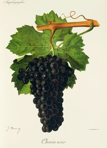 Chenin Noir druva av J. Troncy av Jules Troncy