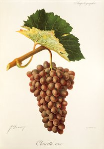 Clairette Rose druva av J. Troncy av Jules Troncy