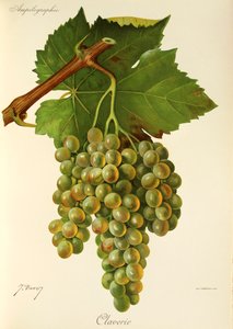 Claverie druva av J. Troncy av Jules Troncy