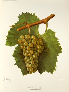 Colombarddruva av J. Troncy av Jules Troncy
